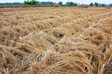 Oriented Straw Strand Board OSSB Production Line High Productivity Full Automatic